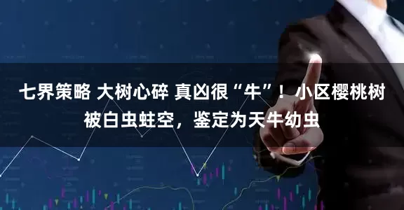 七界策略 大树心碎 真凶很“牛”！小区樱桃树被白虫蛀空，鉴定为天牛幼虫